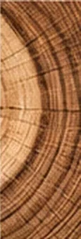 Cernes de croissance d’une tranche de bois