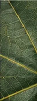 Gros plan sur une feuille verte et ses nervures